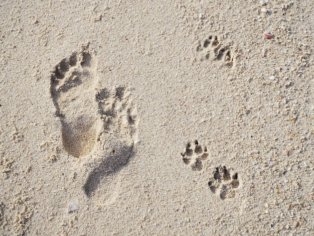 Empreinte de pas humain et traces de pattes dans le sable — chemin ensemble