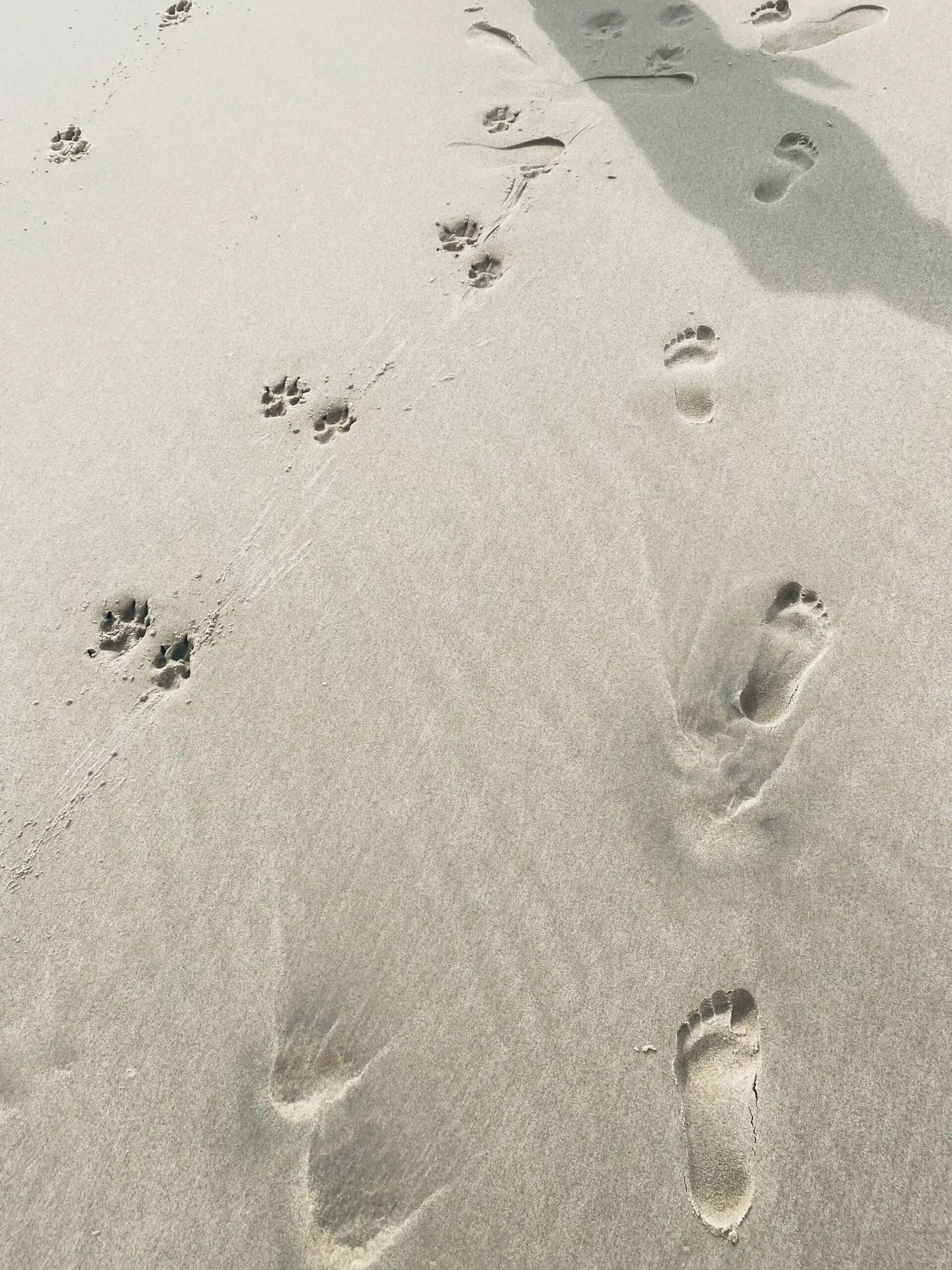 Empreinte humaine et traces de pattes dans le sable